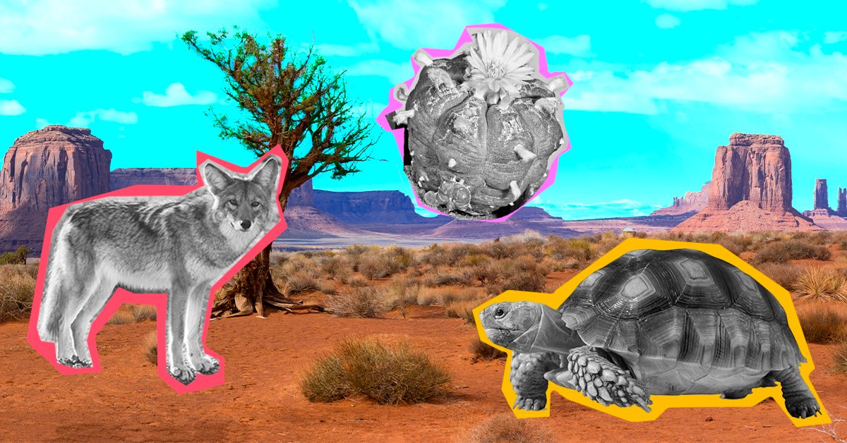 <p>Los desiertos no son zonas muertas y secas: conoce su flora y fauna</p>
 class=