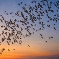 Murciélagos volando al atardecer