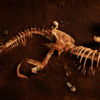 Fósiles de un Tiranosaurio rex.