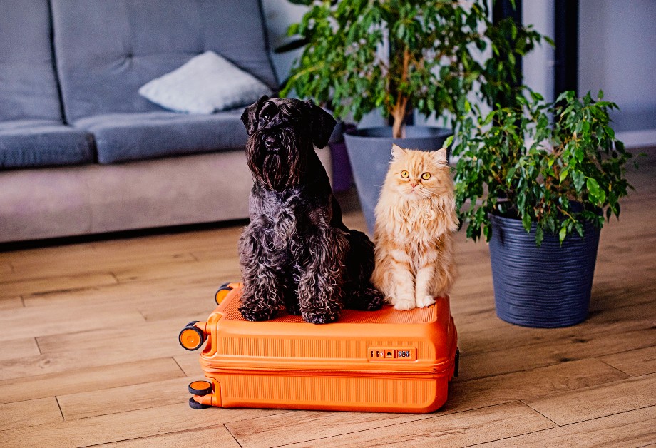 Un perro negro y un gato naranja junto a una maceta con una planta verde.