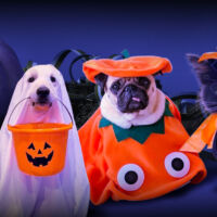 Mascotas disfrazadas para Halloween