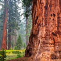 El árbol secuoya roja (Sequoia sempervirens)