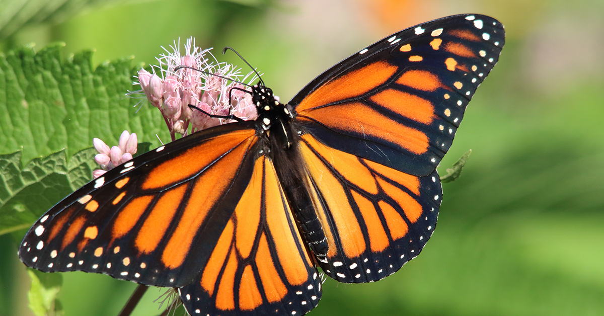 El fascinante viaje de las mariposas monarca: migración y misterio
