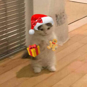 Meme gatito navideño