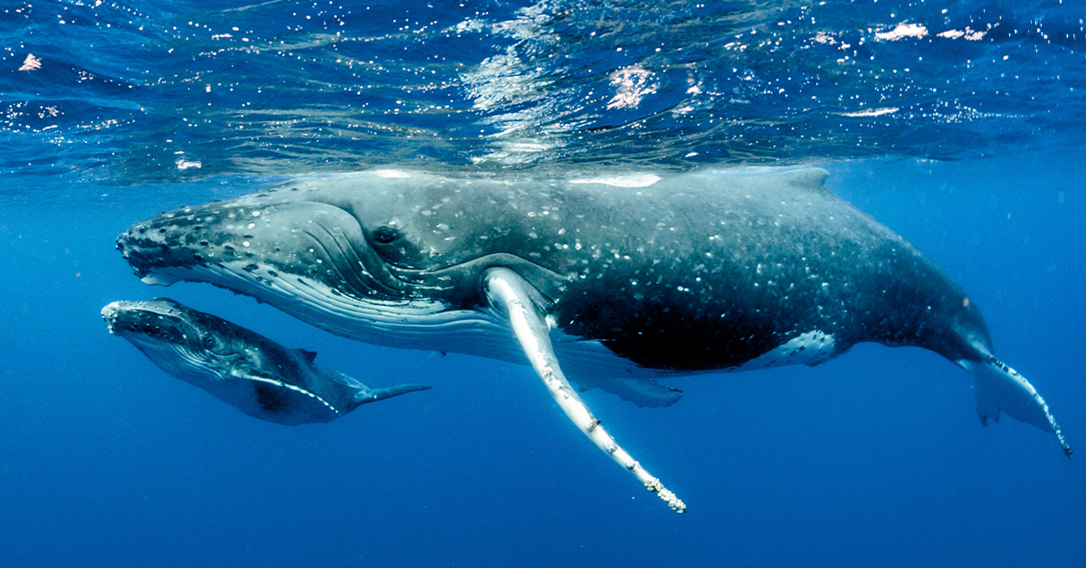 El canto de las ballenas: ¿tienen un lenguaje propio? 
