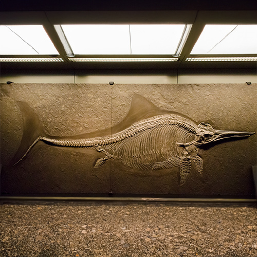 Fósil de ictiosaurio 