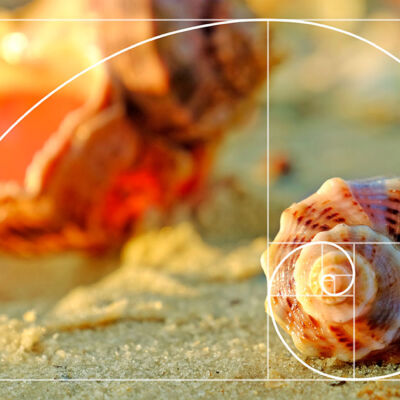 Caracol con un dibujo de la proporción áurea o secuencia de Fibonacci