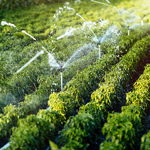 La agricultura consume hasta el 70% del agua disponible 