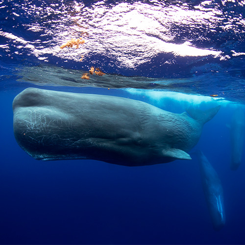 El cachalote inspiró a la bestia marina de Moby Dick 