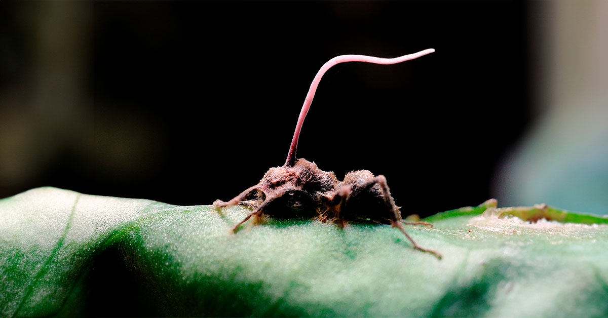 Hormiga muerta con hongo cordyceps 