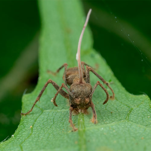 Hormiga muerta con hongo cordyceps 