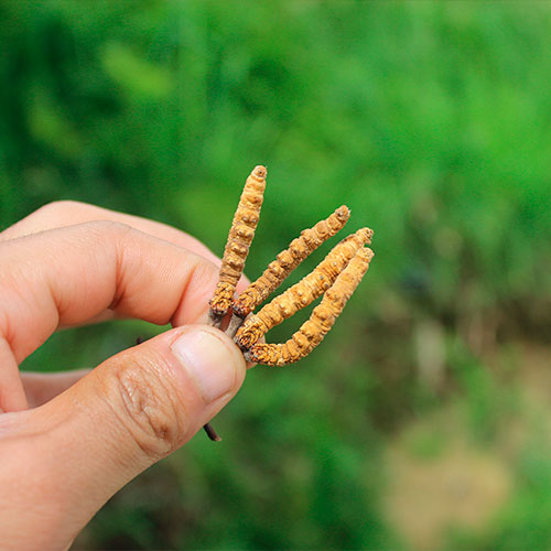 Ophiocordyceps Sinensis 