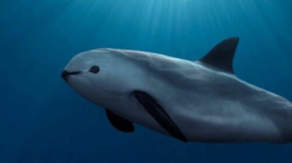 Vaquita marina | Fuente: INaturalist 