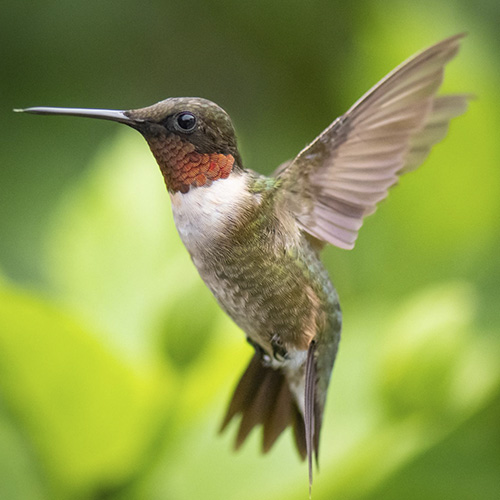 Colibrí volando 