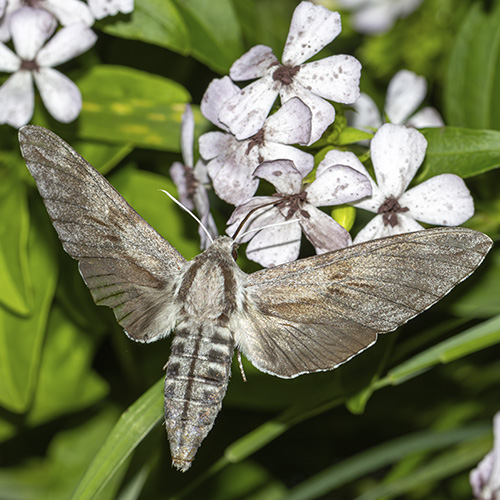 Mariposa nocturna o polilla sobre flores