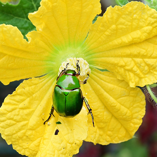 Escarabajo verde polinizando una flor