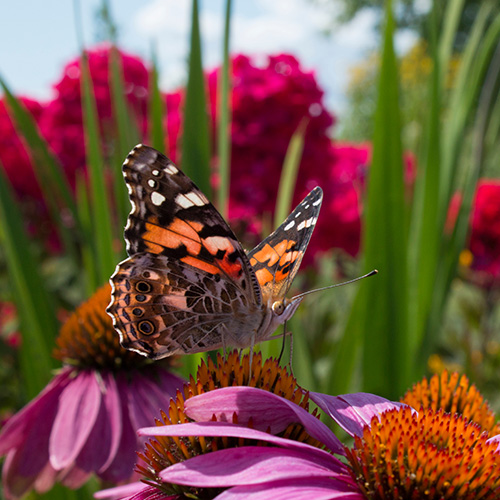 Mariposa monarca sobre flores