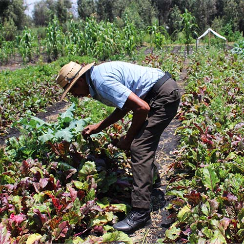 Persona sembrando en Xochimilco