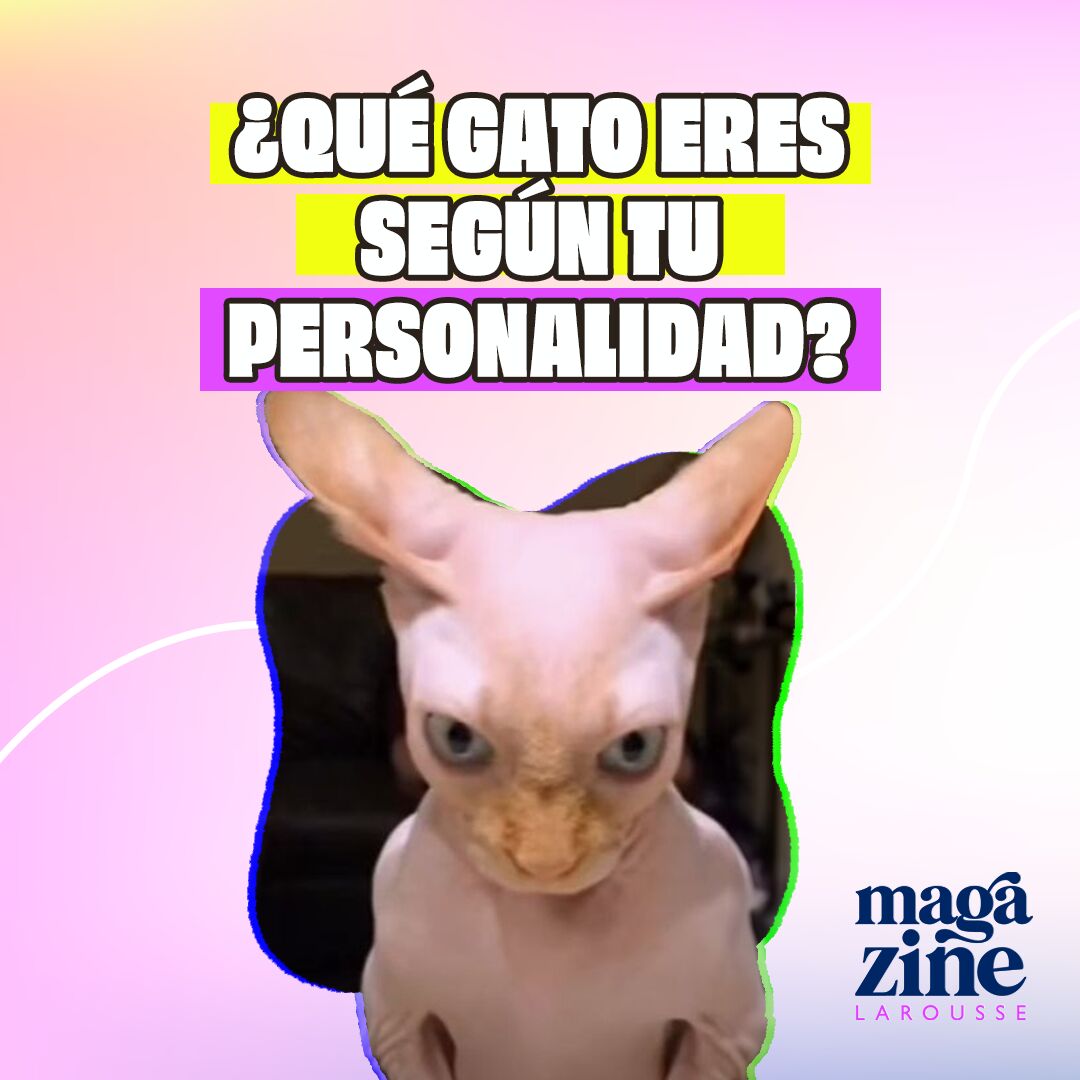 ¿Qué tipo de gato eres según tu personalidad?
