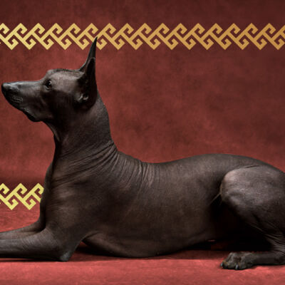 xoloitzcuintle