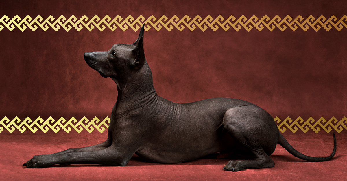 xoloitzcuintle