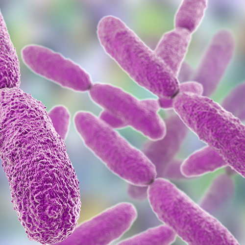 Klebsiella pneumoniae, bacteria que ha generado resistencia a los antibióticos. 