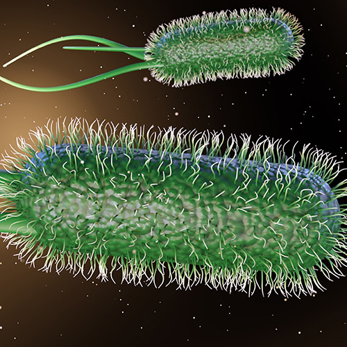 Coli, otra bacteria cada vez más difícil de eliminar.