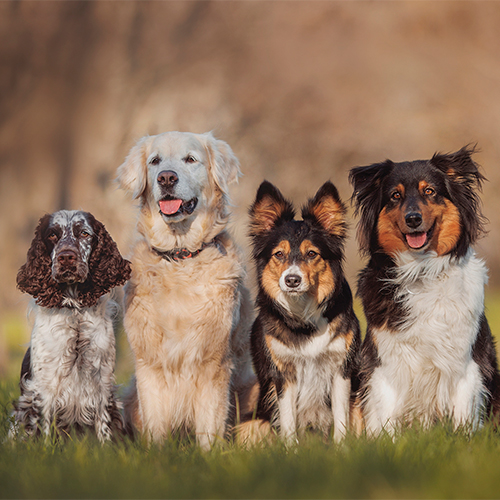 Grupo de perros golden retriever, springer