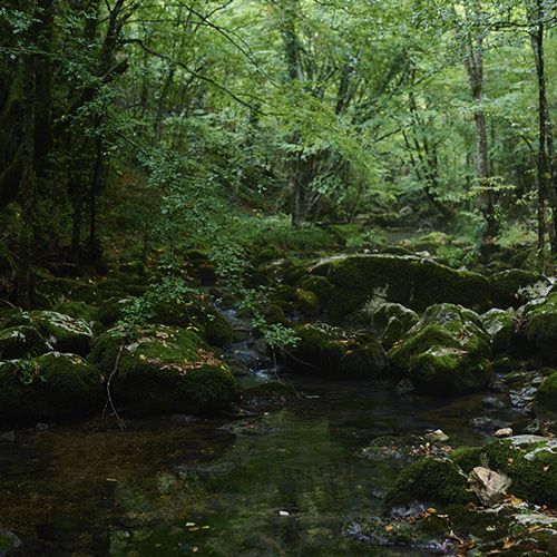 bosque sereno