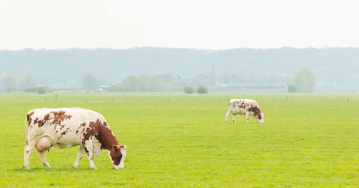 Vacas en un campo