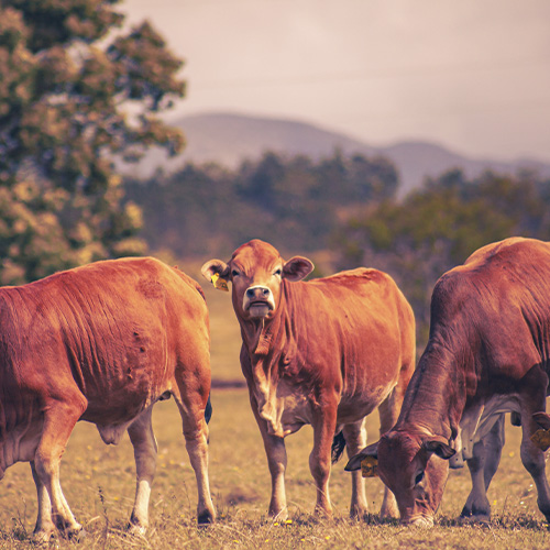 Campo de vacas locas