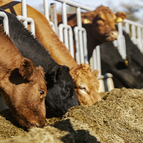 Vacas comiendo en un ganadero