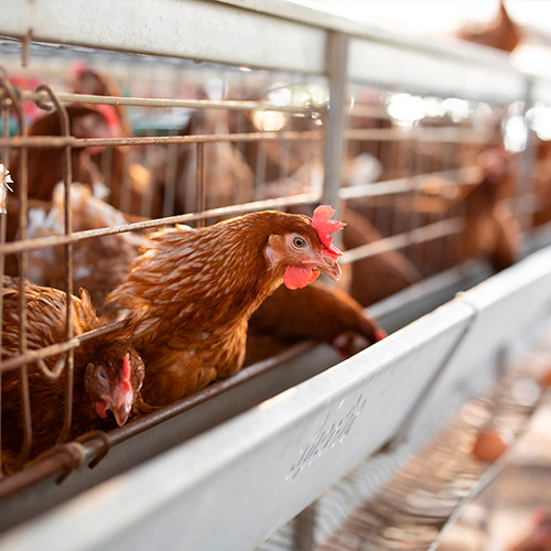 Gallinas en jaulas abiertas