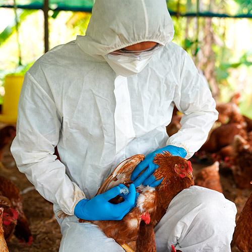 Veterinario inyectando a una gallina