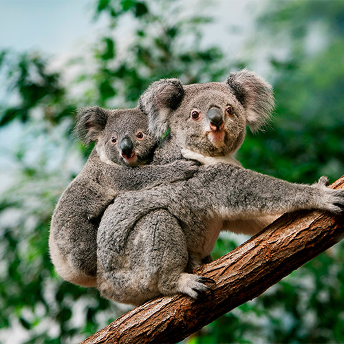 Los koalas son marsupiales endémicos de Australia. 